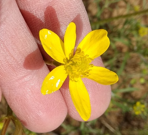 Ranunculus oxyspermus