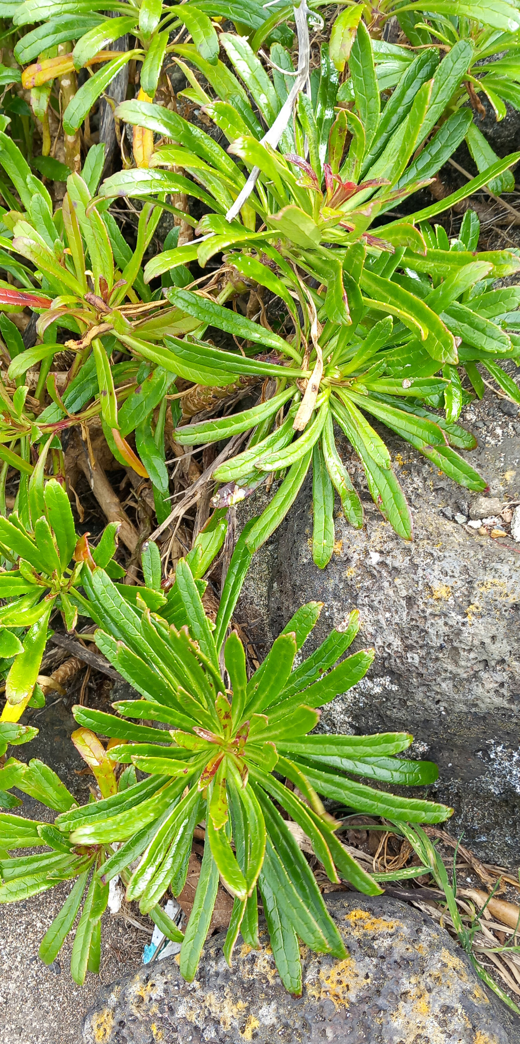Imagem de Campanulácea-dos-Açores