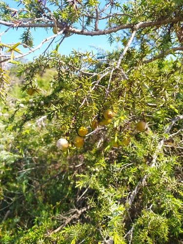 Image of Juniperus macrocarpa by (c) Matteo Negro, some rights reserved (CC BY-SA)