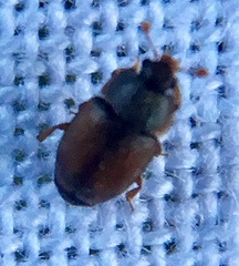 Epuraea melanocephala