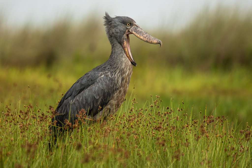 Shoebills