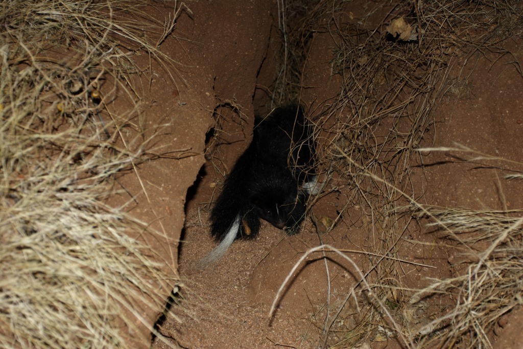 Hooded Skunk