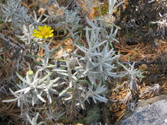 Senecio mairetianus