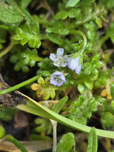 Littlefoot nemophila (Nemophila pedunculata)
