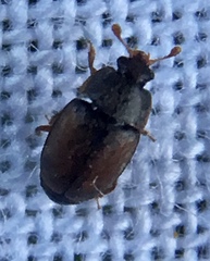 Epuraea melanocephala