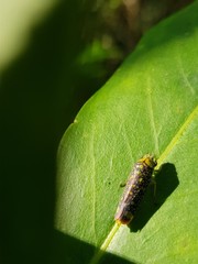 Aulacizes conspersa
