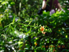 Alonsoa meridionalis