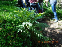 Bocconia frutescens
