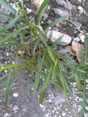 Eleusine indica