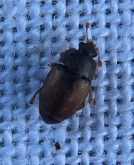 Epuraea melanocephala