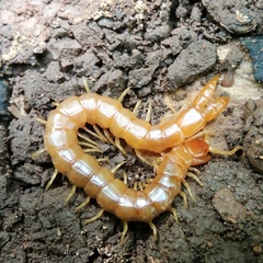 Theatops erythrocephalus