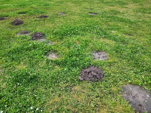 Aquitanian Mole