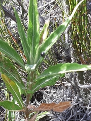 Epilachna patricia