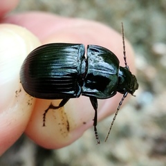 Abax ovalis