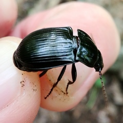 Abax ovalis