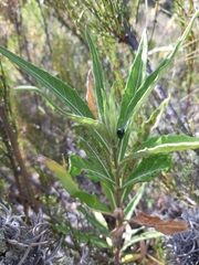 Epilachna patricia