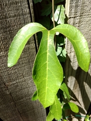 Aristolochia trilobata