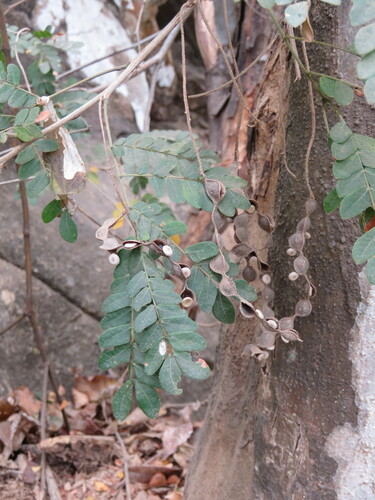 Pityrocarpa obliqua, 2024-04-01