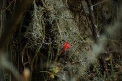 Aporocactus martianus, photograph (c) Carlos Domínguez-Rodríguez, some rights reserved (CC BY)