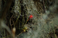 Aporocactus martianus, photograph (c) Carlos Domínguez-Rodríguez, some rights reserved (CC BY)