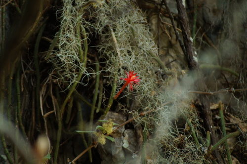 Aporocactus martianus, photograph 4