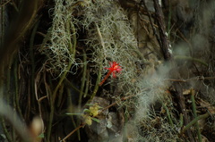 Aporocactus martianus, photograph (c) Carlos Domínguez-Rodríguez, some rights reserved (CC BY)