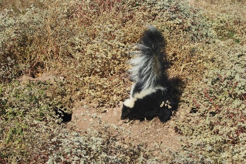 Striped Skunk