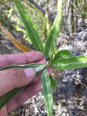Epilachna patricia