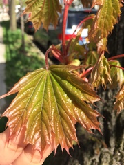 Acer platanoides
