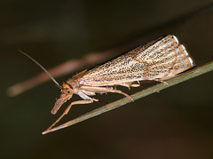Thisanotia chrysonuchella