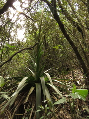 Tillandsia pastensis