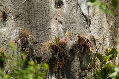 Rodriguez's air plant (Tillandsia rodrigueziana)