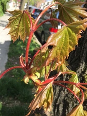 Acer platanoides
