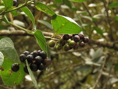 Citharexylum sulcatum