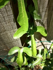 Aristolochia trilobata