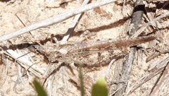 Spharagemon cristatum