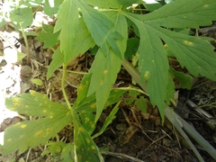 Hydrophyllum tenuipes