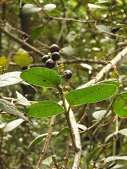 Citharexylum sulcatum
