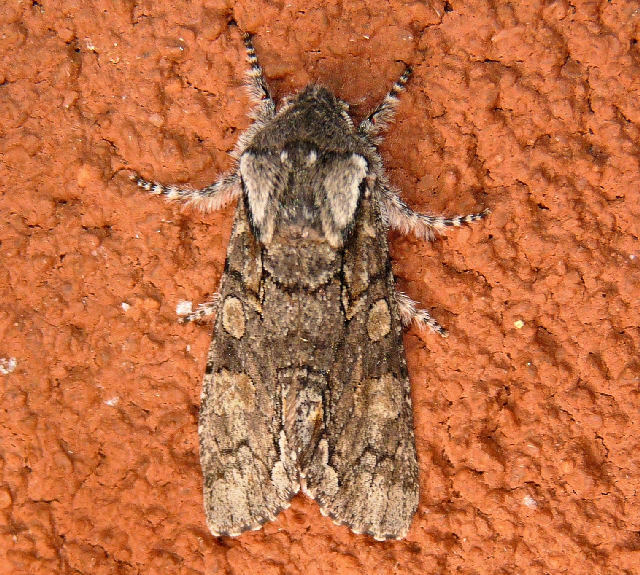 Chosen Sallow from Perry County, OH, USA on March 30, 2024 at 10:52 PM ...