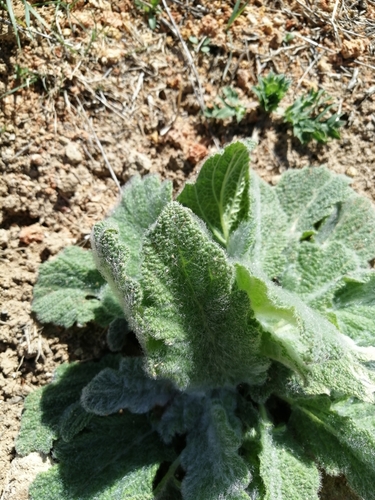 African sage (Salvia aethiopis)