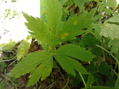 Hydrophyllum tenuipes