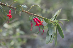 Plicosepalus acaciae