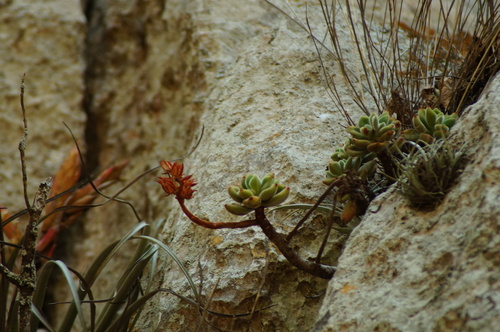 Echeveria pulvinata