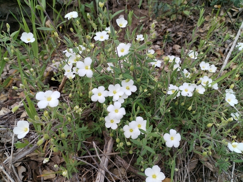 Mountain Sandwort