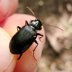 Nebria