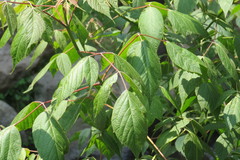 Acer negundo mexicanum