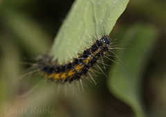 Dysschema centenaria