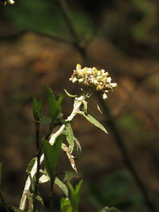 Pseudognaphalium elegans