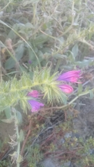 Osteospermum moniliferum