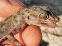 Ptyodactylus ragazzii